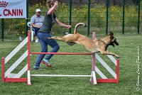 020 LIZZY -05082017-AGI 0214AGILITY COMPIEGNE 2017 - AGILITY 1 : 2017, 25 JUIN 2017, AGILITY 1, AGILITY COMPIEGNE 2017, CAT.C, D42, LIZZY
