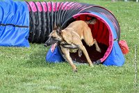 026 LIZZY -05082017-AGI 0220AGILITY COMPIEGNE 2017 - AGILITY 1 : 2017, 25 JUIN 2017, AGILITY 1, AGILITY COMPIEGNE 2017, CAT.C, D42, LIZZY