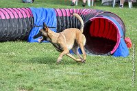 027 LIZZY -05082017-AGI 0221AGILITY COMPIEGNE 2017 - AGILITY 1 : 2017, 25 JUIN 2017, AGILITY 1, AGILITY COMPIEGNE 2017, CAT.C, D42, LIZZY