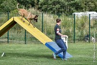 030 LIZZY -05082017-AGI 0224AGILITY COMPIEGNE 2017 - AGILITY 1 : 2017, 25 JUIN 2017, AGILITY 1, AGILITY COMPIEGNE 2017, CAT.C, D42, LIZZY