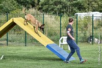 031 LIZZY -05082017-AGI 0225AGILITY COMPIEGNE 2017 - AGILITY 1 : 2017, 25 JUIN 2017, AGILITY 1, AGILITY COMPIEGNE 2017, CAT.C, D42, LIZZY