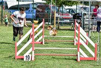 001 LYRA BELACQUA -05082017-AGI 9827AGILITY COMPIEGNE 2017 - STANDARD : 2017, 25 JUIN 2017, AGILITY COMPIEGNE 2017, AGILITY STANDARD, CAT.A, D01, LYRA BELACQUA