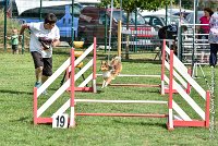 002 LYRA BELACQUA -05082017-AGI 9828AGILITY COMPIEGNE 2017 - STANDARD : 2017, 25 JUIN 2017, AGILITY COMPIEGNE 2017, AGILITY STANDARD, CAT.A, D01, LYRA BELACQUA