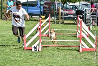 004 LYRA BELACQUA -05082017-AGI 9830AGILITY COMPIEGNE 2017 - STANDARD : 2017, 25 JUIN 2017, AGILITY COMPIEGNE 2017, AGILITY STANDARD, CAT.A, D01, LYRA BELACQUA