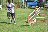 006 LYRA BELACQUA -05082017-AGI 9832AGILITY COMPIEGNE 2017 - STANDARD : 2017, 25 JUIN 2017, AGILITY COMPIEGNE 2017, AGILITY STANDARD, CAT.A, D01, LYRA BELACQUA