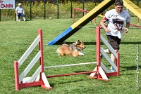 009 LYRA BELACQUA -05082017-AGI 9835AGILITY COMPIEGNE 2017 - STANDARD : 2017, 25 JUIN 2017, AGILITY COMPIEGNE 2017, AGILITY STANDARD, CAT.A, D01, LYRA BELACQUA