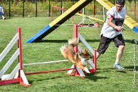 010 LYRA BELACQUA -05082017-AGI 9836AGILITY COMPIEGNE 2017 - STANDARD : 2017, 25 JUIN 2017, AGILITY COMPIEGNE 2017, AGILITY STANDARD, CAT.A, D01, LYRA BELACQUA