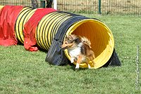 012 LYRA BELACQUA -05082017-AGI 9841AGILITY COMPIEGNE 2017 - STANDARD : 2017, 25 JUIN 2017, AGILITY COMPIEGNE 2017, AGILITY STANDARD, CAT.A, D01, LYRA BELACQUA