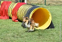 013 LYRA BELACQUA -05082017-AGI 9842AGILITY COMPIEGNE 2017 - STANDARD : 2017, 25 JUIN 2017, AGILITY COMPIEGNE 2017, AGILITY STANDARD, CAT.A, D01, LYRA BELACQUA