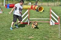 016 LYRA BELACQUA -05082017-AGI 9845AGILITY COMPIEGNE 2017 - STANDARD : 2017, 25 JUIN 2017, AGILITY COMPIEGNE 2017, AGILITY STANDARD, CAT.A, D01, LYRA BELACQUA