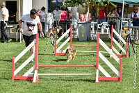 018 LYRA BELACQUA -05082017-AGI 0589AGILITY COMPIEGNE 2017 - AGILITY 1 : 2017, 25 JUIN 2017, AGILITY 1, AGILITY COMPIEGNE 2017, CAT.A, D01, LYRA BELACQUA