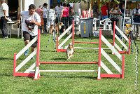 019 LYRA BELACQUA -05082017-AGI 0590AGILITY COMPIEGNE 2017 - AGILITY 1 : 2017, 25 JUIN 2017, AGILITY 1, AGILITY COMPIEGNE 2017, CAT.A, D01, LYRA BELACQUA