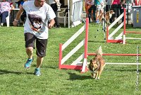 020 LYRA BELACQUA -05082017-AGI 0591AGILITY COMPIEGNE 2017 - AGILITY 1 : 2017, 25 JUIN 2017, AGILITY 1, AGILITY COMPIEGNE 2017, CAT.A, D01, LYRA BELACQUA