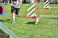 021 LYRA BELACQUA -05082017-AGI 0592AGILITY COMPIEGNE 2017 - AGILITY 1 : 2017, 25 JUIN 2017, AGILITY 1, AGILITY COMPIEGNE 2017, CAT.A, D01, LYRA BELACQUA