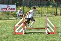 024 LYRA BELACQUA -05082017-AGI 0595AGILITY COMPIEGNE 2017 - AGILITY 1 : 2017, 25 JUIN 2017, AGILITY 1, AGILITY COMPIEGNE 2017, CAT.A, D01, LYRA BELACQUA