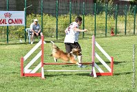 025 LYRA BELACQUA -05082017-AGI 0596AGILITY COMPIEGNE 2017 - AGILITY 1 : 2017, 25 JUIN 2017, AGILITY 1, AGILITY COMPIEGNE 2017, CAT.A, D01, LYRA BELACQUA