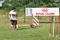 026 LYRA BELACQUA -05082017-AGI 0597AGILITY COMPIEGNE 2017 - AGILITY 1 : 2017, 25 JUIN 2017, AGILITY 1, AGILITY COMPIEGNE 2017, CAT.A, D01, LYRA BELACQUA