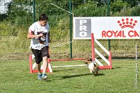 027 LYRA BELACQUA -05082017-AGI 0598AGILITY COMPIEGNE 2017 - AGILITY 1 : 2017, 25 JUIN 2017, AGILITY 1, AGILITY COMPIEGNE 2017, CAT.A, D01, LYRA BELACQUA