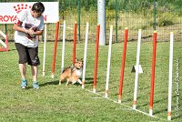 028 LYRA BELACQUA -05082017-AGI 0599AGILITY COMPIEGNE 2017 - AGILITY 1 : 2017, 25 JUIN 2017, AGILITY 1, AGILITY COMPIEGNE 2017, CAT.A, D01, LYRA BELACQUA