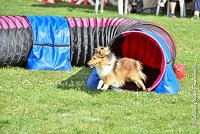 032 LYRA BELACQUA -05082017-AGI 0604AGILITY COMPIEGNE 2017 - AGILITY 1 : 2017, 25 JUIN 2017, AGILITY 1, AGILITY COMPIEGNE 2017, CAT.A, D01, LYRA BELACQUA