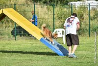 036 LYRA BELACQUA -05082017-AGI 0610AGILITY COMPIEGNE 2017 - AGILITY 1 : 2017, 25 JUIN 2017, AGILITY 1, AGILITY COMPIEGNE 2017, CAT.A, D01, LYRA BELACQUA