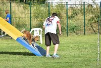 037 LYRA BELACQUA -05082017-AGI 0611AGILITY COMPIEGNE 2017 - AGILITY 1 : 2017, 25 JUIN 2017, AGILITY 1, AGILITY COMPIEGNE 2017, CAT.A, D01, LYRA BELACQUA