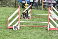 004 ULYSSE -05082017-AGI 9991AGILITY COMPIEGNE 2017 - STANDARD : 2017, 25 JUIN 2017, AGILITY COMPIEGNE 2017, AGILITY STANDARD, CAT.A, D09, ULYSSE