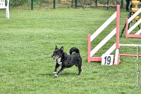 005 ULYSSE -05082017-AGI 9992AGILITY COMPIEGNE 2017 - STANDARD : 2017, 25 JUIN 2017, AGILITY COMPIEGNE 2017, AGILITY STANDARD, CAT.A, D09, ULYSSE