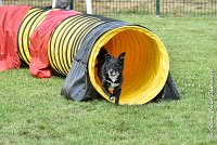 006 ULYSSE -05082017-AGI 9994AGILITY COMPIEGNE 2017 - STANDARD : 2017, 25 JUIN 2017, AGILITY COMPIEGNE 2017, AGILITY STANDARD, CAT.A, D09, ULYSSE