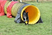 007 ULYSSE -05082017-AGI 9995AGILITY COMPIEGNE 2017 - STANDARD : 2017, 25 JUIN 2017, AGILITY COMPIEGNE 2017, AGILITY STANDARD, CAT.A, D09, ULYSSE