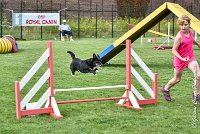 010 ULYSSE -05082017-AGI 9998AGILITY COMPIEGNE 2017 - STANDARD : 2017, 25 JUIN 2017, AGILITY COMPIEGNE 2017, AGILITY STANDARD, CAT.A, D09, ULYSSE