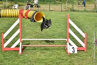 014 ULYSSE -05082017-AGI 0006AGILITY COMPIEGNE 2017 - STANDARD : 2017, 25 JUIN 2017, AGILITY COMPIEGNE 2017, AGILITY STANDARD, CAT.A, D09, ULYSSE