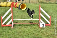 015 ULYSSE -05082017-AGI 0007AGILITY COMPIEGNE 2017 - STANDARD : 2017, 25 JUIN 2017, AGILITY COMPIEGNE 2017, AGILITY STANDARD, CAT.A, D09, ULYSSE