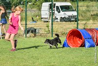 017 ULYSSE -05082017-AGI 0864AGILITY COMPIEGNE 2017 : 2017, 25 JUIN 2017, AGILITY 2, AGILITY COMPIEGNE 2017, CAT.A, D09, ULYSSE