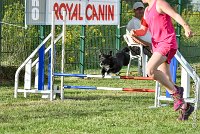 021 ULYSSE -05082017-AGI 0869AGILITY COMPIEGNE 2017 : 2017, 25 JUIN 2017, AGILITY 2, AGILITY COMPIEGNE 2017, CAT.A, D09, ULYSSE