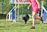 022 ULYSSE -05082017-AGI 0870AGILITY COMPIEGNE 2017 : 2017, 25 JUIN 2017, AGILITY 2, AGILITY COMPIEGNE 2017, CAT.A, D09, ULYSSE