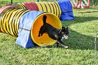 023 ULYSSE -05082017-AGI 0871AGILITY COMPIEGNE 2017 : 2017, 25 JUIN 2017, AGILITY 2, AGILITY COMPIEGNE 2017, CAT.A, D09, ULYSSE