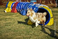 009 AGILITY HERMES -FALKA -3214 : 2016, 25 Septembre 2016, AGILITY HERMES, Dossard 74, FALKA, open+