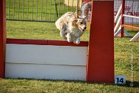 015 AGILITY HERMES -FALKA -3220 : 2016, 25 Septembre 2016, AGILITY HERMES, Dossard 74, FALKA, open+