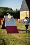 016 AGILITY HERMES -FALKA -3221 : 2016, 25 Septembre 2016, AGILITY HERMES, Dossard 74, FALKA, open+