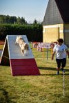 017 AGILITY HERMES -FALKA -3222 : 2016, 25 Septembre 2016, AGILITY HERMES, Dossard 74, FALKA, open+