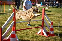 018 AGILITY HERMES -FALKA -3223 : 2016, 25 Septembre 2016, AGILITY HERMES, Dossard 74, FALKA, open+