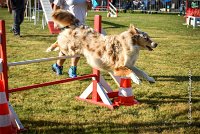 019 AGILITY HERMES -FALKA -3224 : 2016, 25 Septembre 2016, AGILITY HERMES, Dossard 74, FALKA, open+