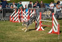 004 AGILITY HERMES - CAT C- GOLDEN EYES -3125 : 2016, 25 Septembre 2016, AGILITY HERMES, Catégorie C, GOLDEN EYES, open+