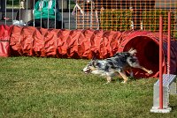 006 AGILITY HERMES - CAT C- GOLDEN EYES -3127 : 2016, 25 Septembre 2016, AGILITY HERMES, Catégorie C, GOLDEN EYES, open+