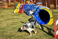 010 AGILITY HERMES - CAT C- GOLDEN EYES -3131 : 2016, 25 Septembre 2016, AGILITY HERMES, Catégorie C, GOLDEN EYES, open+