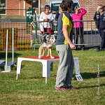 011 AGILITY HERMES - CAT C- GOLDEN EYES -3132 : 2016, 25 Septembre 2016, AGILITY HERMES, Catégorie C, GOLDEN EYES, open+