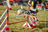 019 AGILITY HERMES - CAT C- GOLDEN EYES -3140 : 2016, 25 Septembre 2016, AGILITY HERMES, Catégorie C, GOLDEN EYES, open+