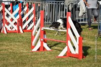 002 AGILITY HERMES - GRINTA-3264 : 2016, 25 Septembre 2016, AGILITY HERMES, Catégorie C, Dossard  66, GRINTA, open+
