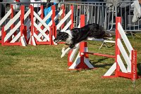003 AGILITY HERMES - GRINTA-3265 : 2016, 25 Septembre 2016, AGILITY HERMES, Catégorie C, Dossard  66, GRINTA, open+
